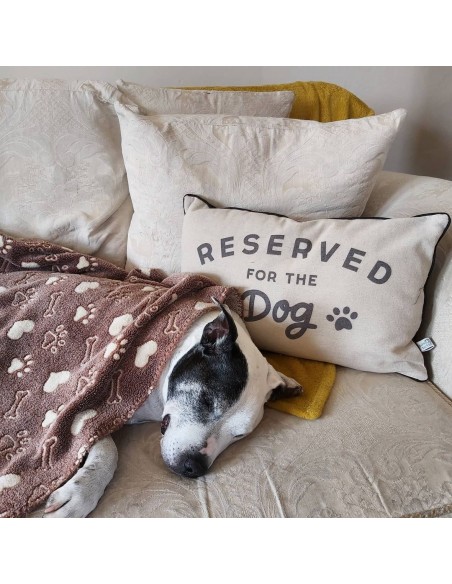 šuo ir pagalvė